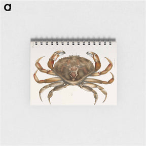 アートメモ帳-Rock crab illustration from Zoology of New York by James Ellsworth De Kay - ニューヨークの動物学 Memo.