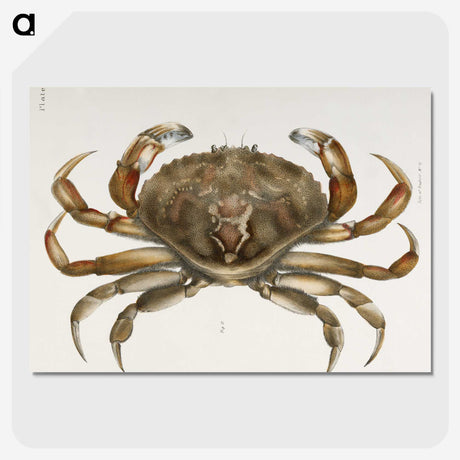 1-5_Zoology-of-New-York_picture-crop