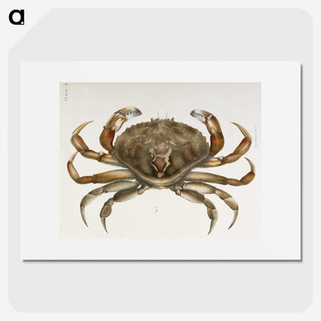 1-5_Zoology-of-New-York_picture