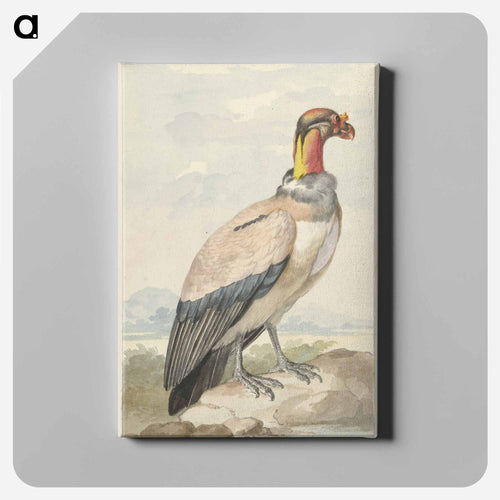 Koningsgier (Sarcoramphus papa) - アールト シューマン Canvas.
