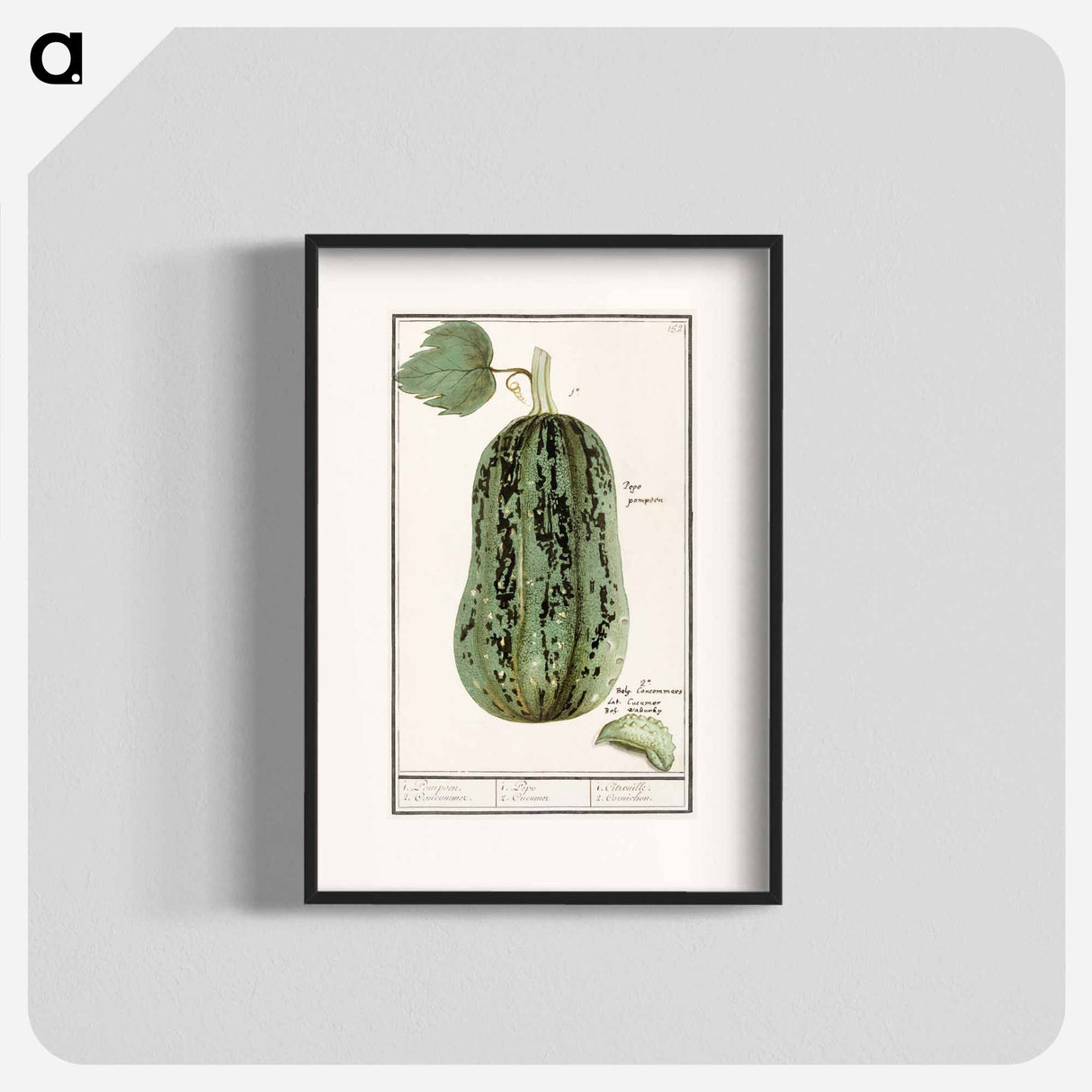 Pumpkin - アンセルムス ボエティウス デ ブート Poster.