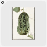 1-60_Anselmus-Boetius-de-Boodt_postcard