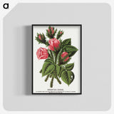 1-60_Botanical-Specimen-Plates_blk-crop
