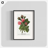 1-60_Botanical-Specimen-Plates_blk