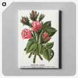 1-60_Botanical-Specimen-Plates_canvas