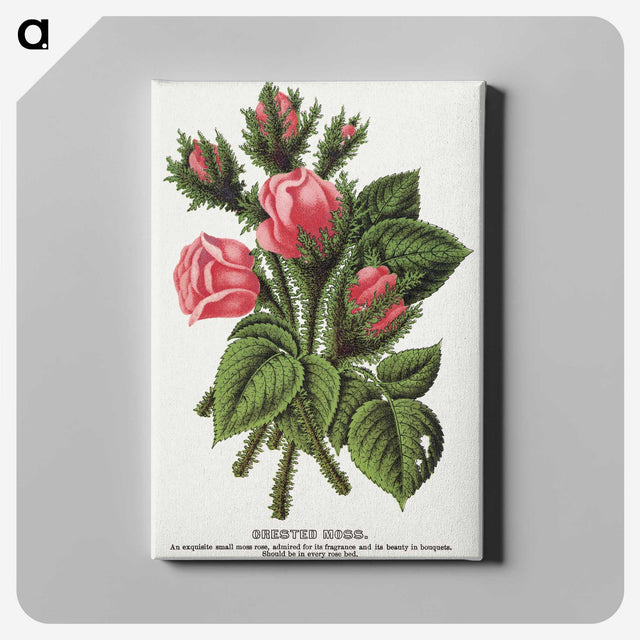 1-60_Botanical-Specimen-Plates_canvas