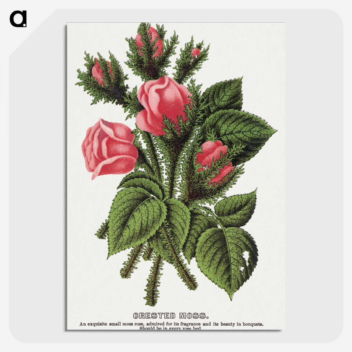 1-60_Botanical-Specimen-Plates_picture-crop