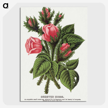 1-60_Botanical-Specimen-Plates_picture-crop