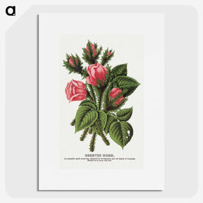 1-60_Botanical-Specimen-Plates_picture