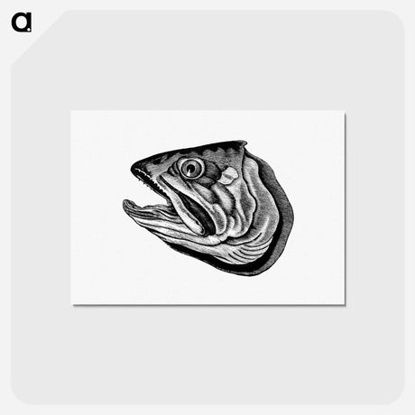 アートポストカード-Fish Head
 - 大英図書館 Postcard.