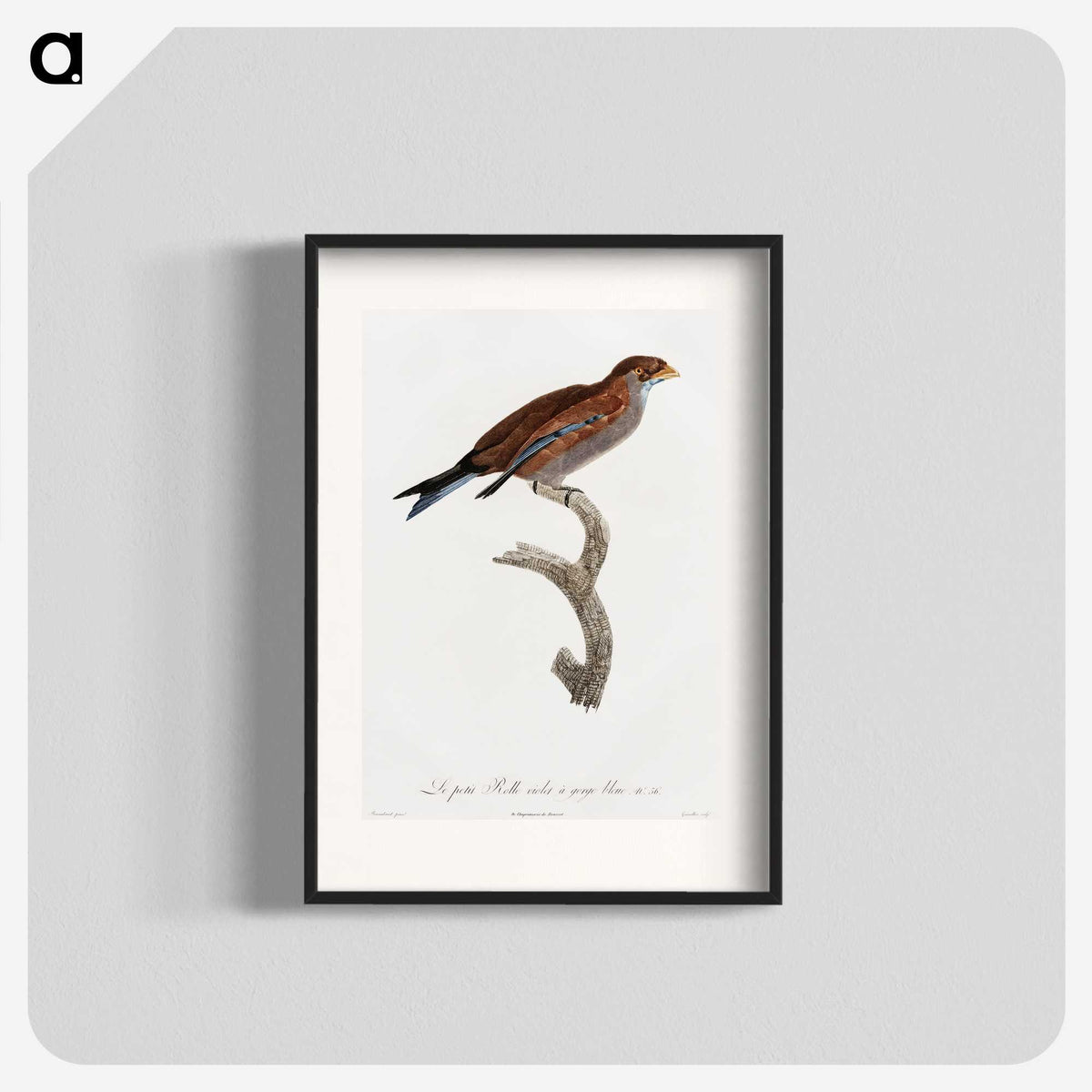 1-60_Des-Oiseaux-de-Paradis_blk