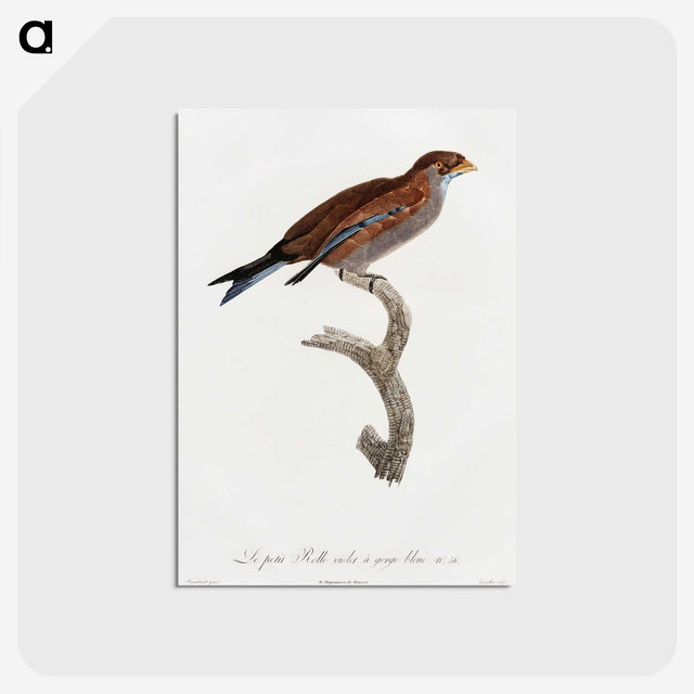 1-60_Des-Oiseaux-de-Paradis_postcard