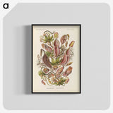 1-60_Ernst-Haeckel_blk-crop