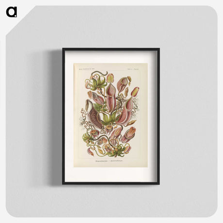 1-60_Ernst-Haeckel_blk