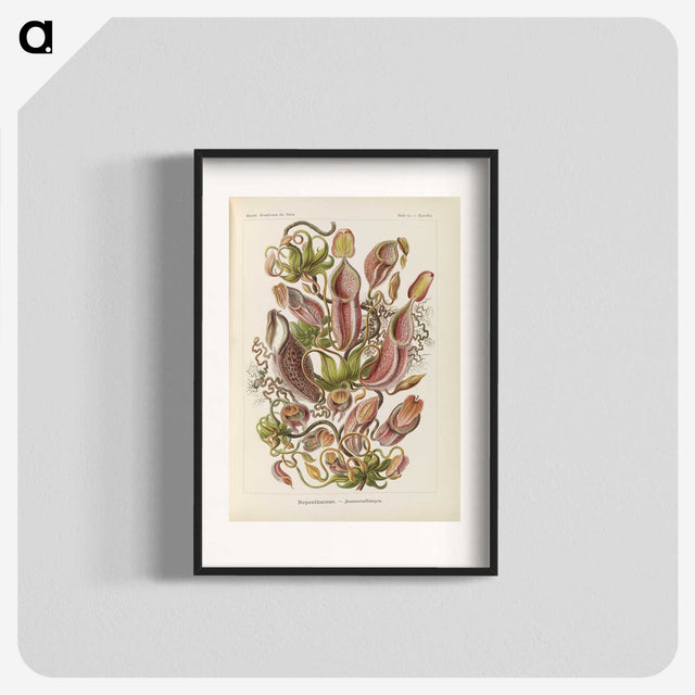 1-60_Ernst-Haeckel_blk