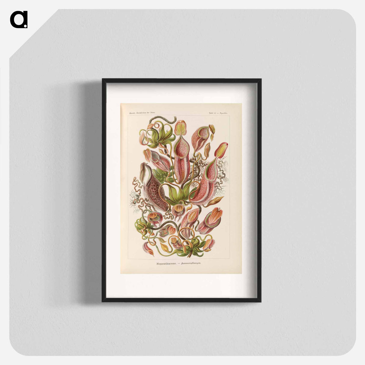 Nepenthaceae–Kannenpflanzen illustration from Kunstformen der Natur - エルンスト ヘッケル Poster.