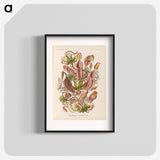 Nepenthaceae–Kannenpflanzen illustration from Kunstformen der Natur - エルンスト ヘッケル Poster.