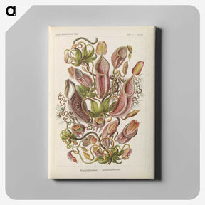 1-60_Ernst-Haeckel_canvas