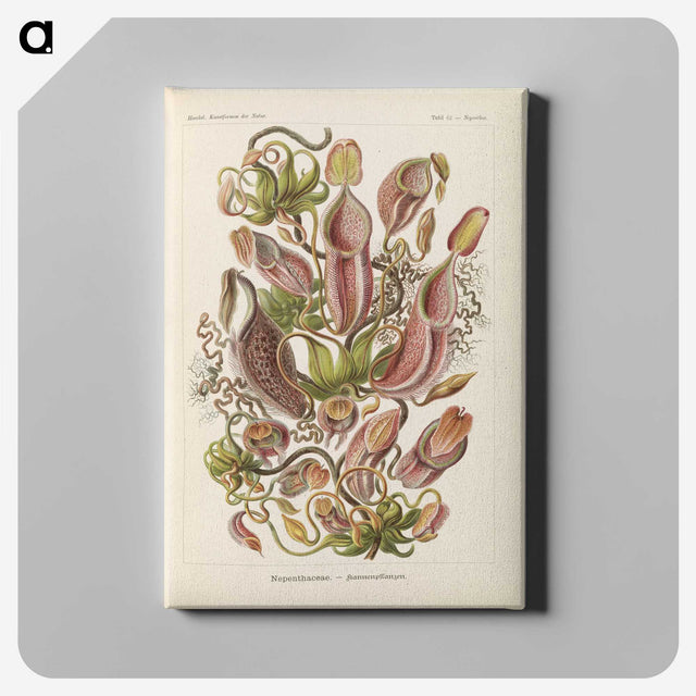 1-60_Ernst-Haeckel_canvas