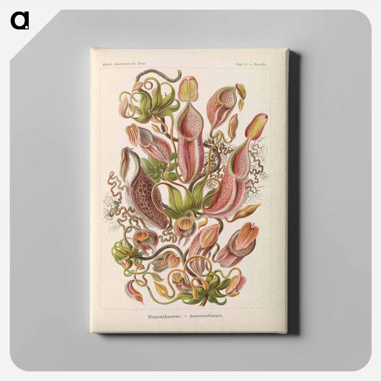 Nepenthaceae–Kannenpflanzen illustration from Kunstformen der Natur - エルンスト ヘッケル Canvas.