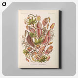 Nepenthaceae–Kannenpflanzen illustration from Kunstformen der Natur - エルンスト ヘッケル Canvas.