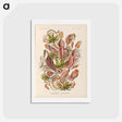 アートポストカード-Nepenthaceae–Kannenpflanzen illustration from Kunstformen der Natur - エルンスト ヘッケル Postcard.