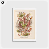 アートポストカード-Nepenthaceae–Kannenpflanzen illustration from Kunstformen der Natur - エルンスト ヘッケル Postcard.