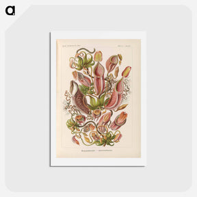 アートポストカード-Nepenthaceae–Kannenpflanzen illustration from Kunstformen der Natur - エルンスト ヘッケル Postcard.