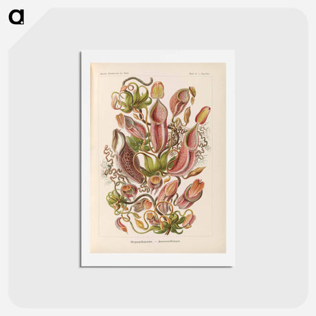 アートポストカード-Nepenthaceae–Kannenpflanzen illustration from Kunstformen der Natur - エルンスト ヘッケル Postcard.