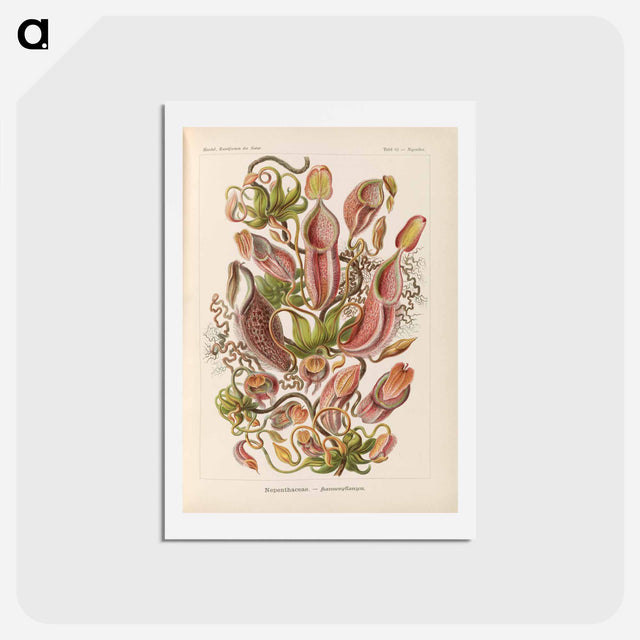 アートポストカード-Nepenthaceae–Kannenpflanzen illustration from Kunstformen der Natur - エルンスト ヘッケル Postcard.