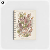 1-60_Ernst-Haeckel_memo