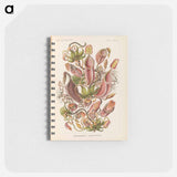 アートメモ帳-Nepenthaceae–Kannenpflanzen illustration from Kunstformen der Natur - エルンスト ヘッケル Memo.