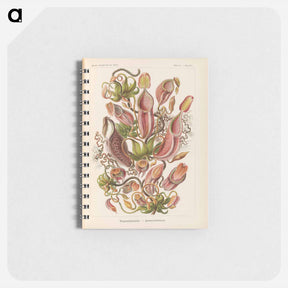 アートメモ帳-Nepenthaceae–Kannenpflanzen illustration from Kunstformen der Natur - エルンスト ヘッケル Memo.