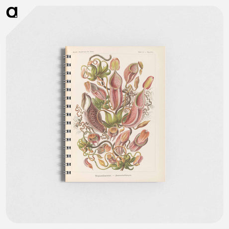 アートメモ帳-Nepenthaceae–Kannenpflanzen illustration from Kunstformen der Natur - エルンスト ヘッケル Memo.