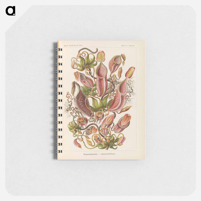 アートメモ帳-Nepenthaceae–Kannenpflanzen illustration from Kunstformen der Natur - エルンスト ヘッケル Memo.