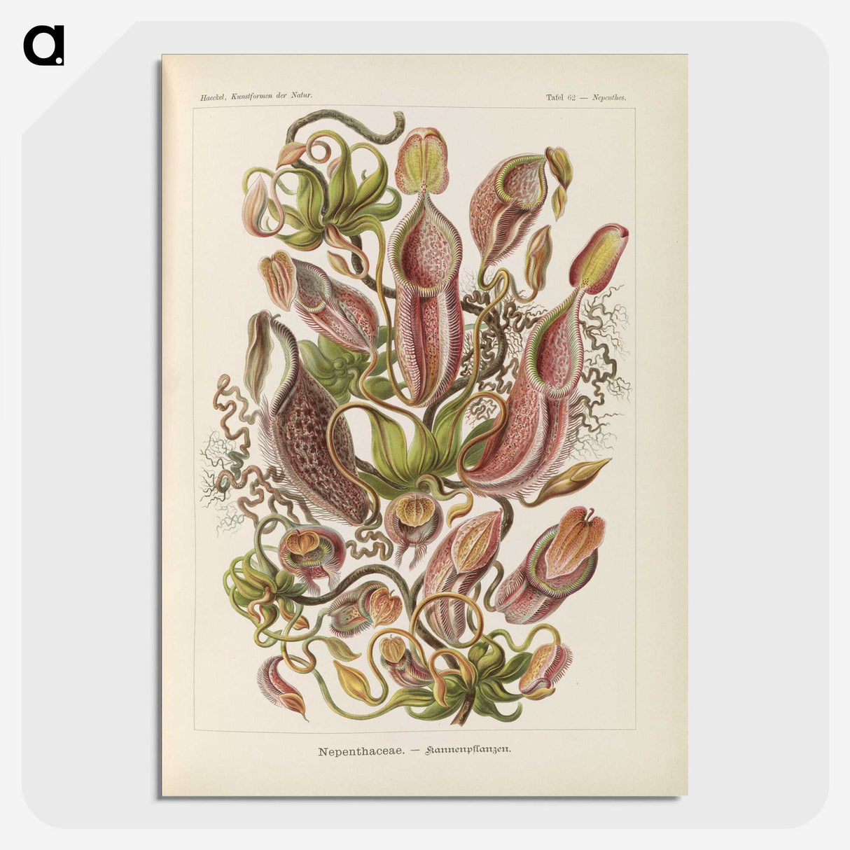 1-60_Ernst-Haeckel_picture-crop