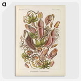 1-60_Ernst-Haeckel_picture-crop