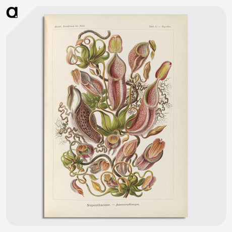 1-60_Ernst-Haeckel_picture-crop