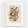 1-60_Ernst-Haeckel_picture