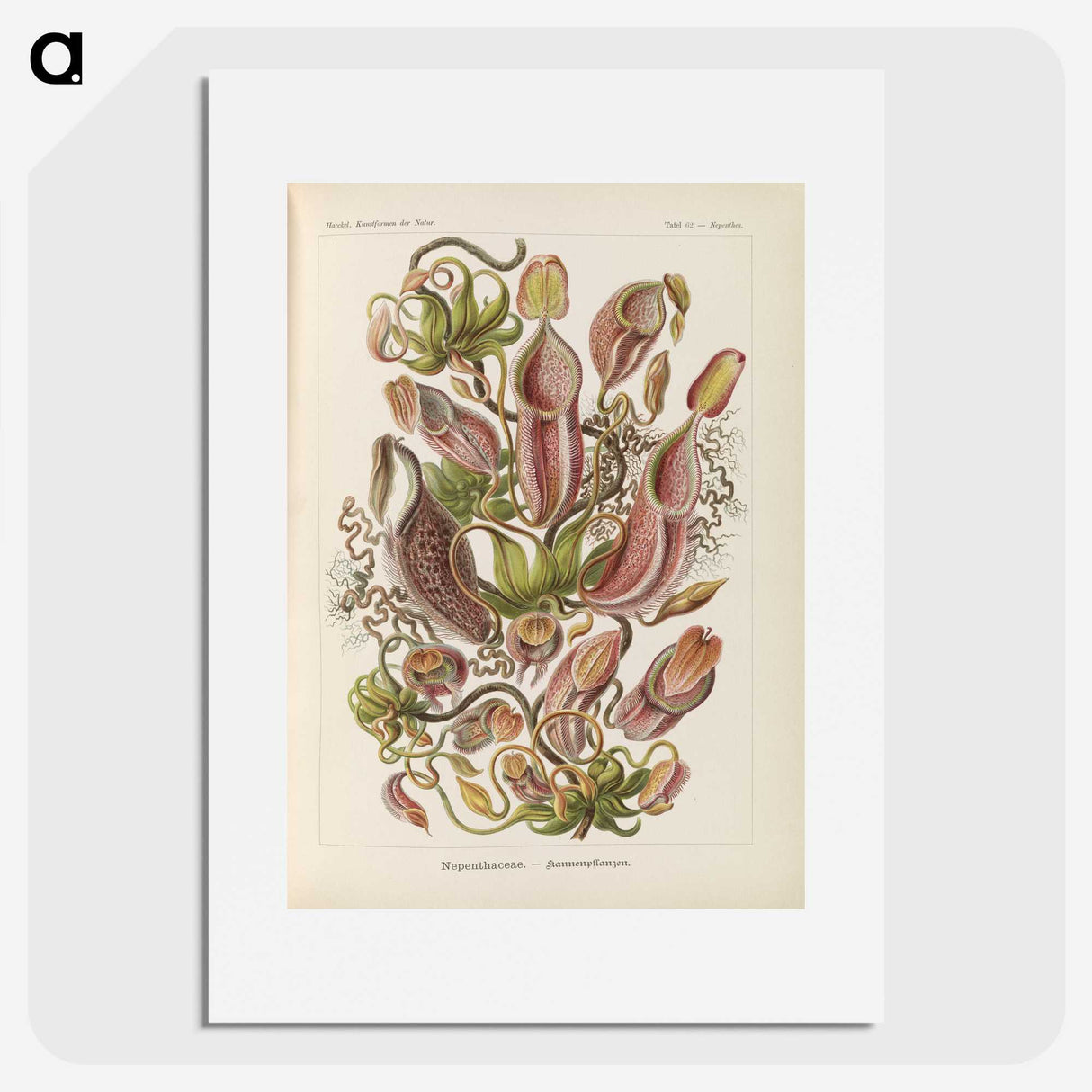 1-60_Ernst-Haeckel_picture