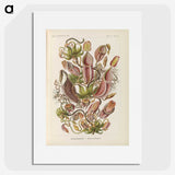 1-60_Ernst-Haeckel_picture