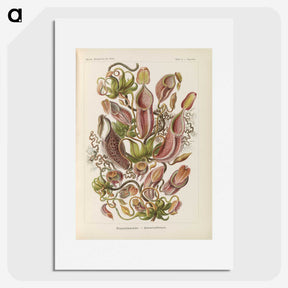 1-60_Ernst-Haeckel_picture