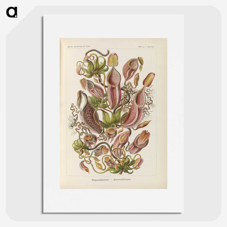 1-60_Ernst-Haeckel_picture