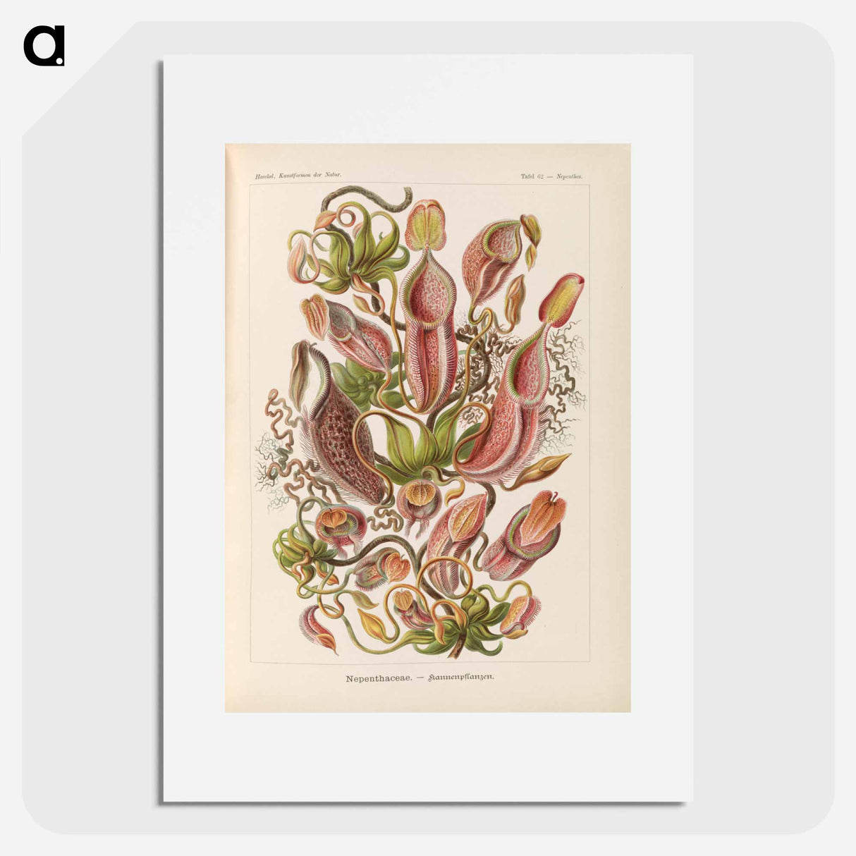 Nepenthaceae–Kannenpflanzen illustration from Kunstformen der Natur - エルンスト ヘッケル Poster.