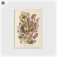 1-60_Ernst-Haeckel_postcard