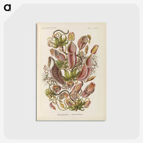 1-60_Ernst-Haeckel_postcard
