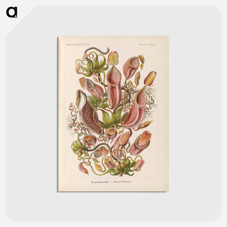 アートポストカード-Nepenthaceae–Kannenpflanzen illustration from Kunstformen der Natur - エルンスト ヘッケル Postcard.