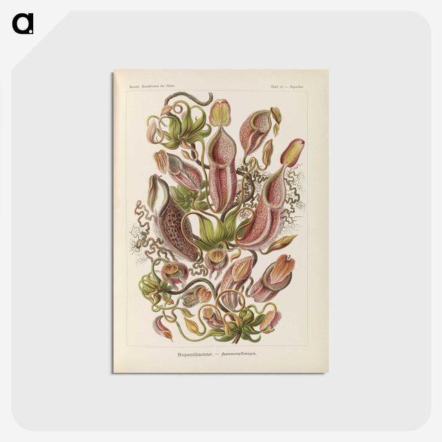 1-60_Ernst-Haeckel_postcard
