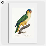 1-60_Francois-Levaillant_picture