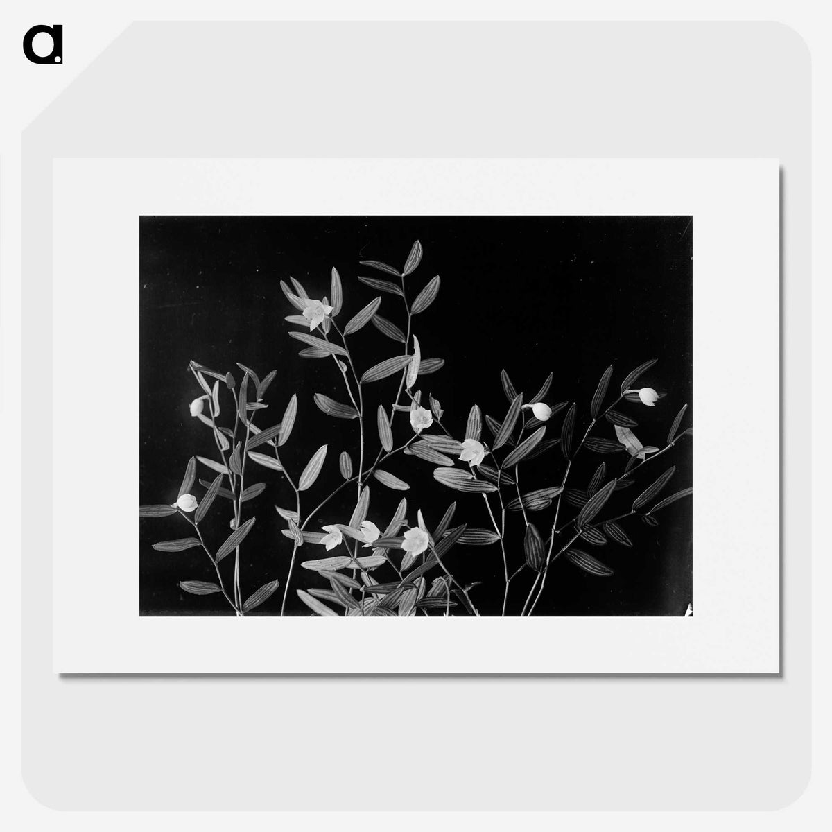 1-60_Frederick-Charles-Brockett_picture